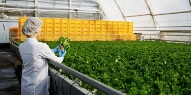 Ingenieria de Alimentos 